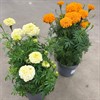 TAGETES 22 CM MÄLARÖODLING